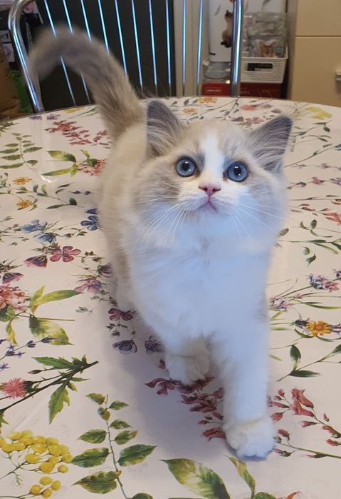 Ragdoll cu Pedigree