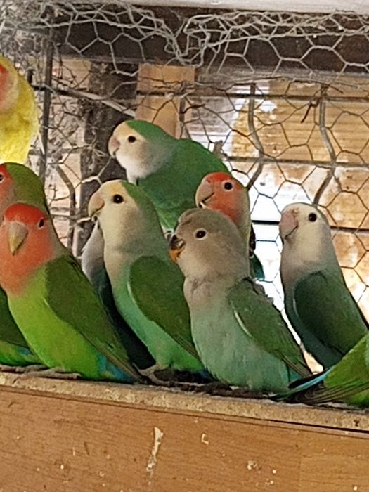 Pui de papagal agapornis