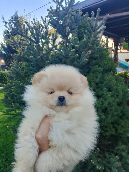 Померан померани