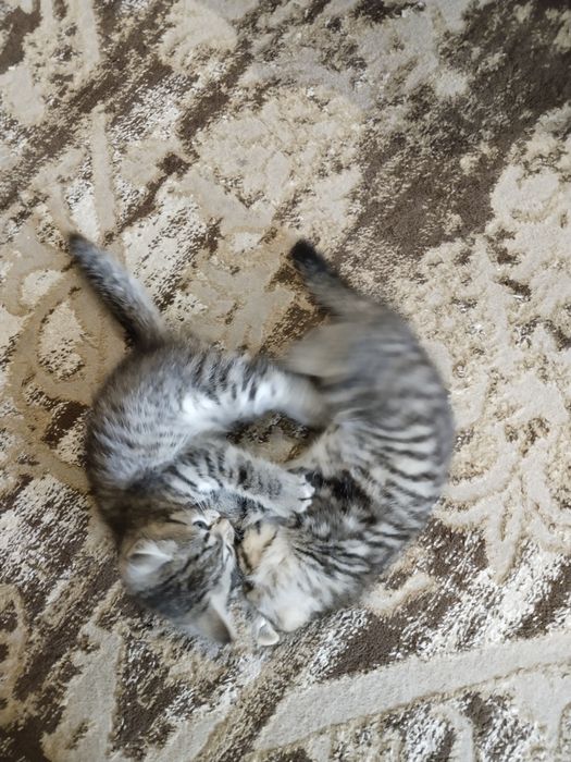 Породистые котята, родились 1 июня