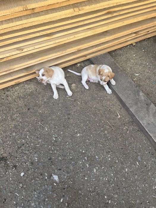 Отдам в добрые руки