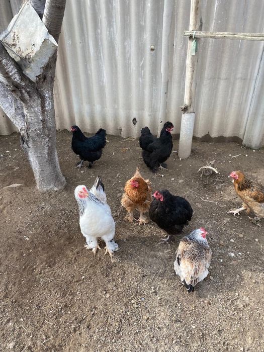 Инкубационные яйцо