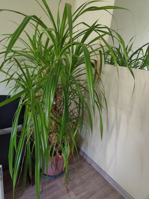 Комнатные цветы!!!