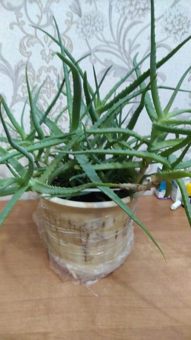 Алоэ лечебный с горшком