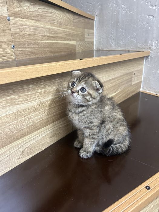 Веслоухие котята