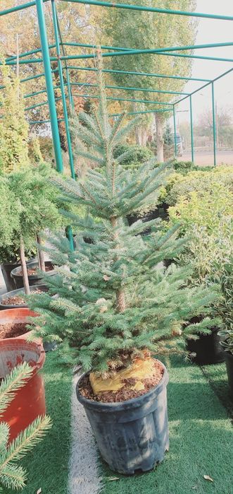 Галубаяел, Ёлка  Продается