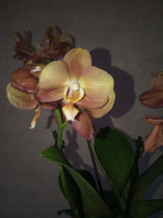 Продам домашние орхидеи