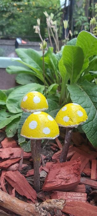 Декоративни гъбки
