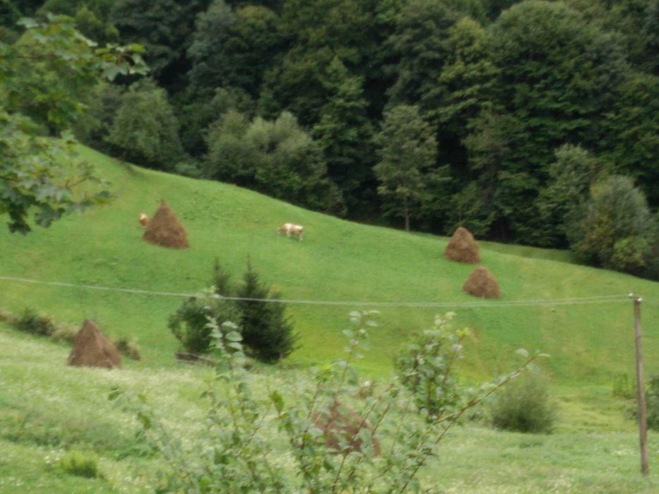 Vand fan vrac - Poiana Marului, Brasov