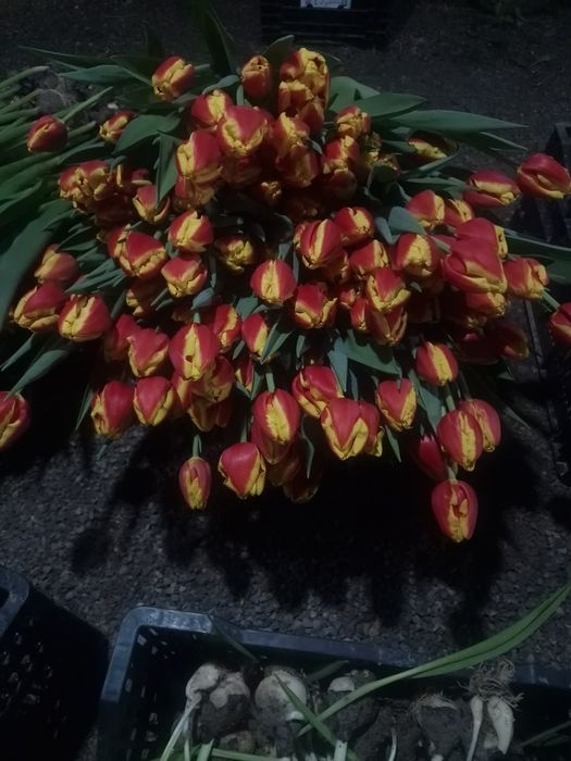 Тюльпаны крупные отборный