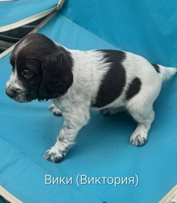 Продам Щенков  Русского Спаниеля