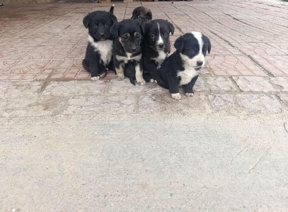 Щенята по 50000 сум