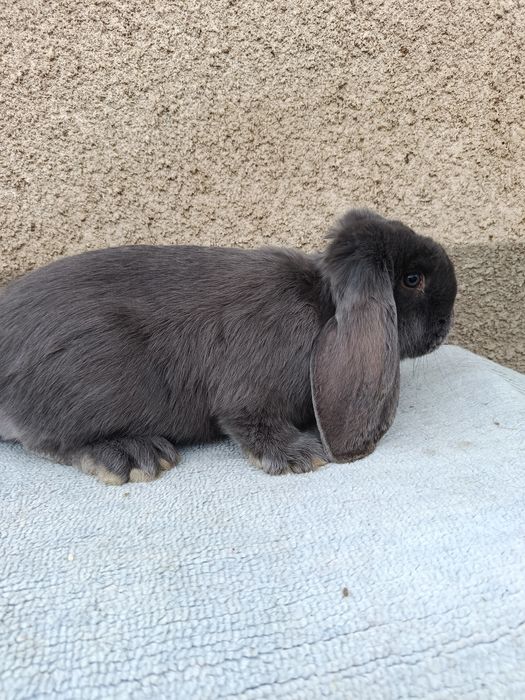 Pereche berbec german albastru 6-7 luni