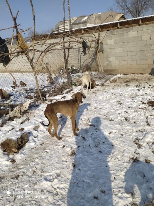 Продам тазы Молодые