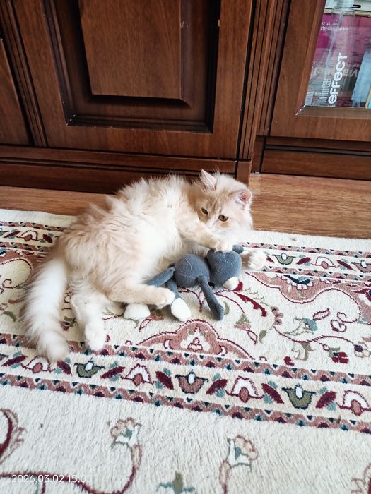 Отдам котенка мальчика