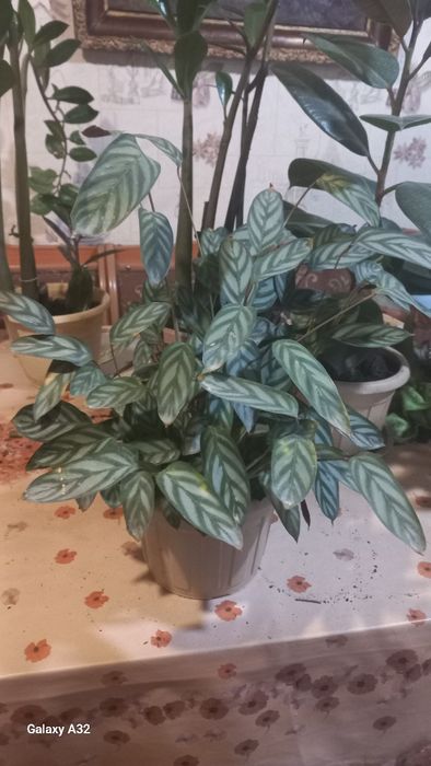 Продам домашние цветы