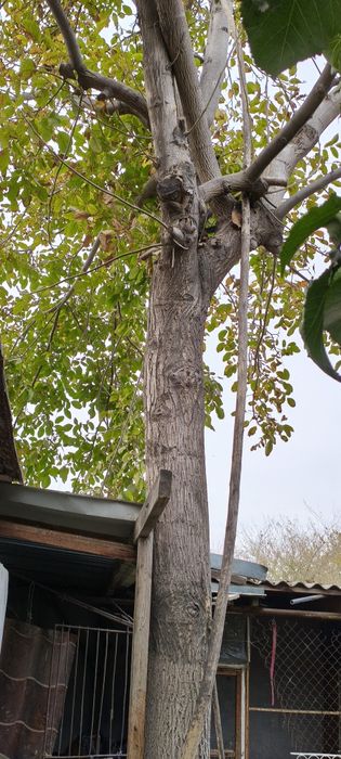 Дерево ореха.Янгок дарахт.