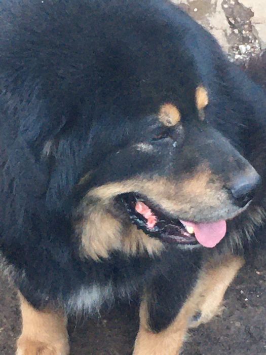 Продавам Тибетски мастиф