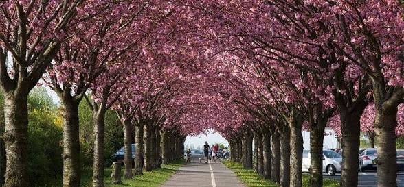 Cires Japonez Royal Burgundy
