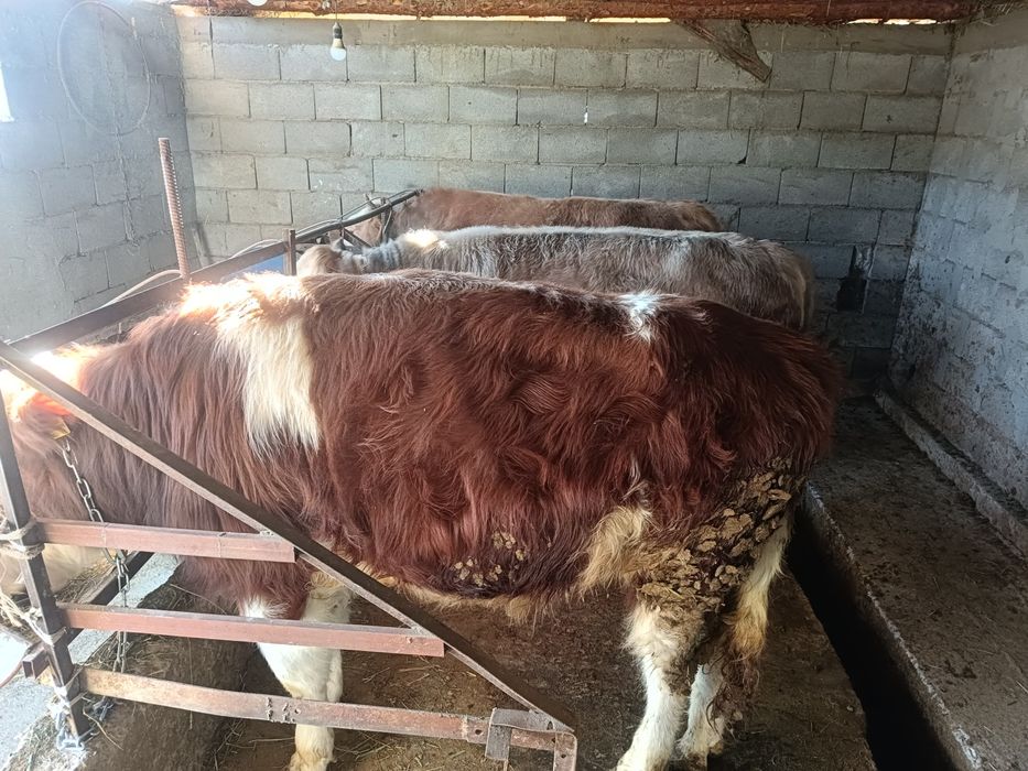 Продам 3 бычка упитанные