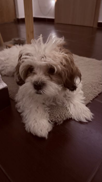 Toby își caută familie