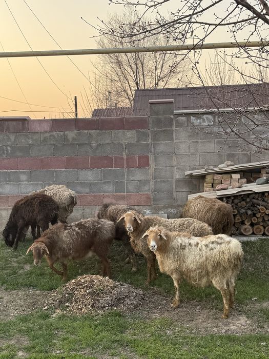 Койлар сатылады 110мын