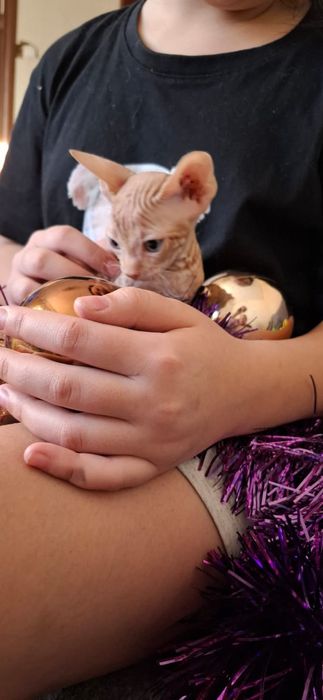 Рыжик Донской Сфинкс.