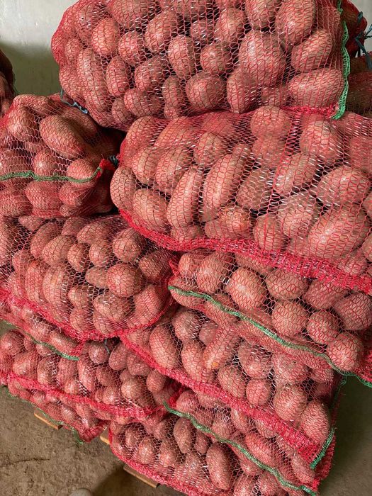 Cartofi roșii de vânzare – calibru mare