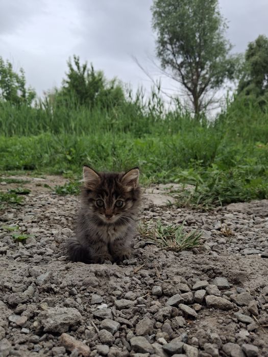 Котята в добрые руки. Мысык
