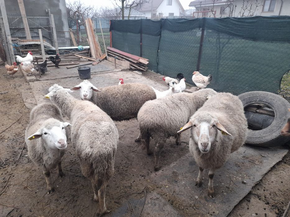 Oi gestație de vânzare