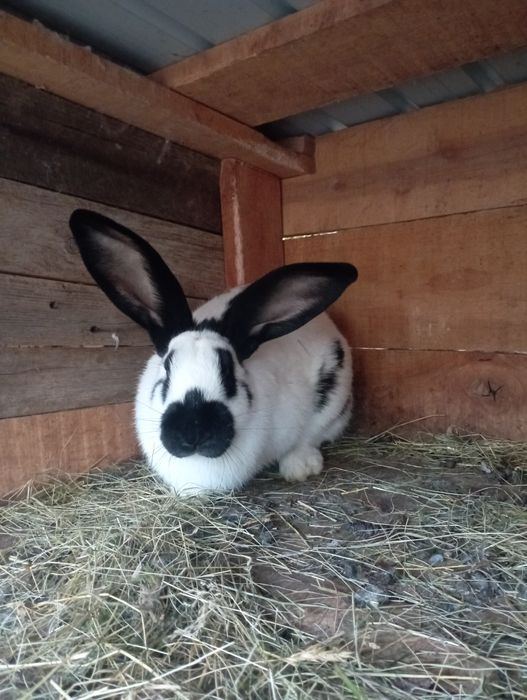 Vând urgent iepuri Fluture German