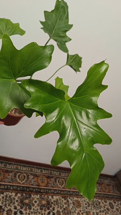 филодендрон литл хоуп