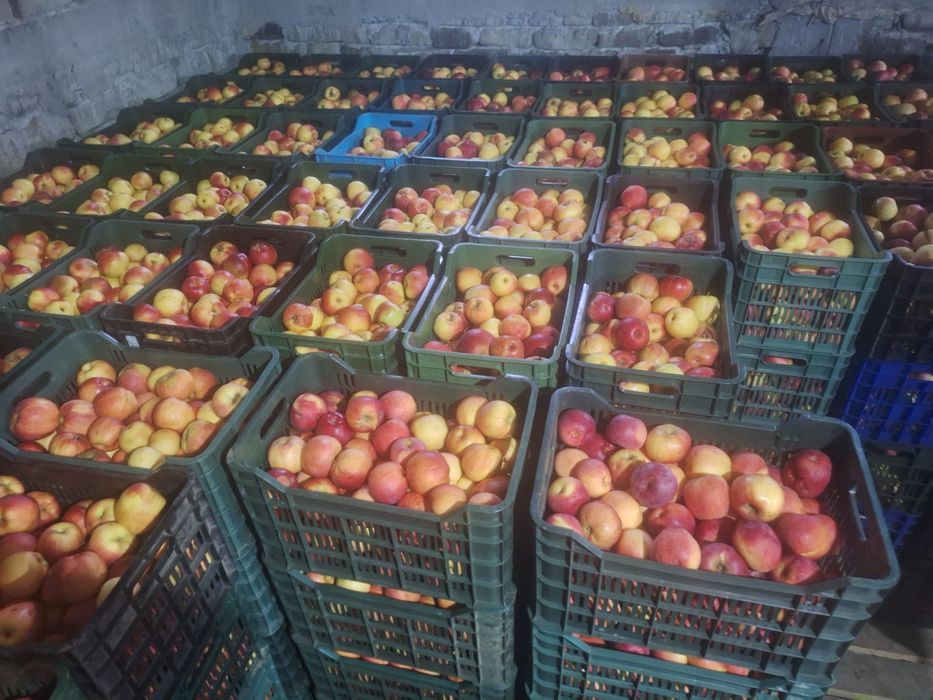 Vand mere Jonagold, Florina si Idared (angro) +40 (762) 624 601