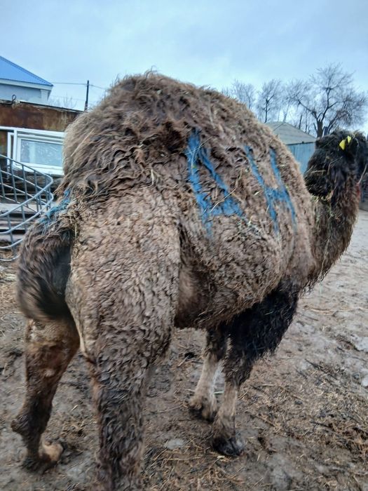 Буаз түйе сатылады .Жуас түйе