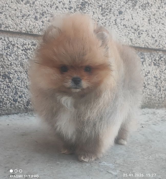 Померан, померанче