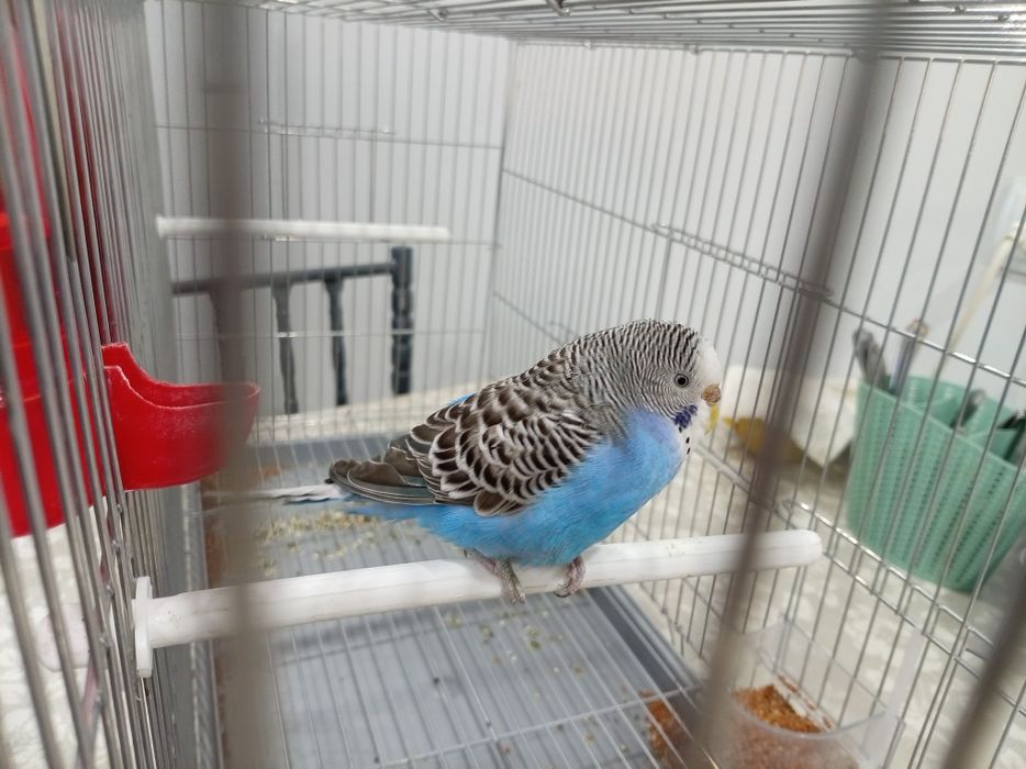 Попугай сатылады