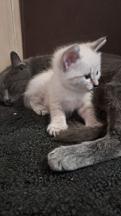 Котенок кошка 1,5 месяца