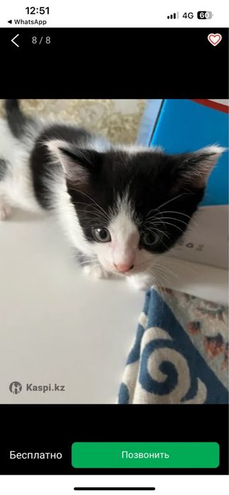 Отдам 5 котят 3 девочки 2 мальчика
