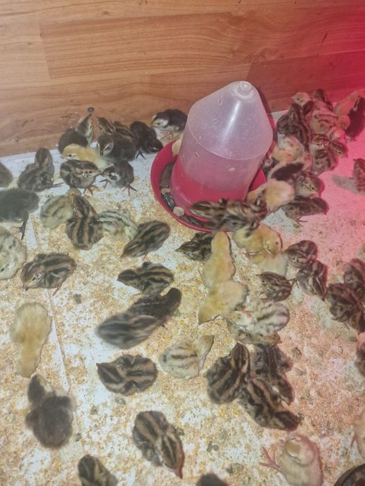 Prepelite 1 zi 2,5 lei bucata la cumpărarea a 200 de bucăți!