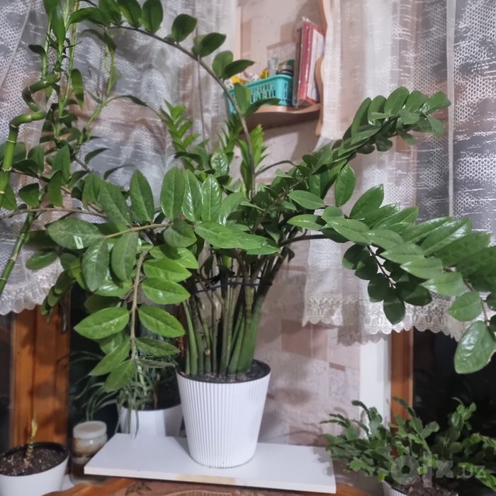 Продам цветок замиякулькас