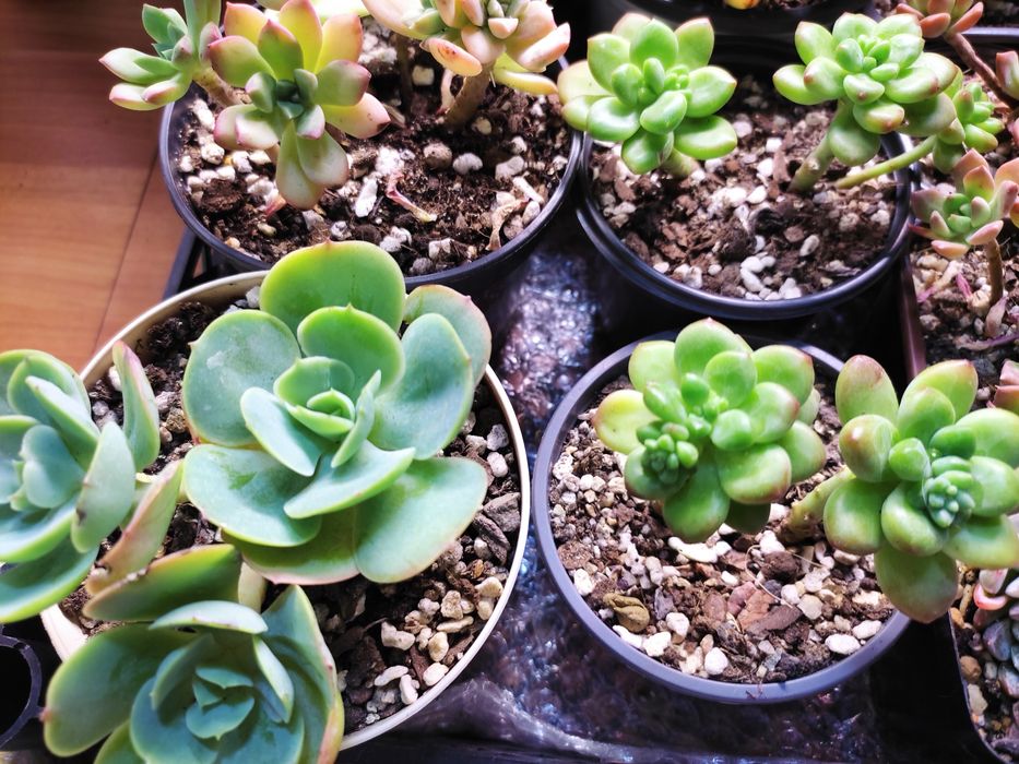 Суккуленты адаптированные