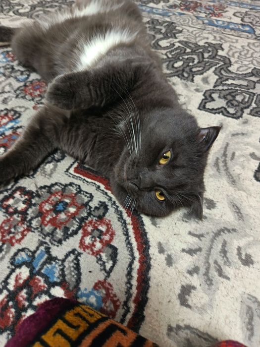 Отдам кота скоттшфолд в хорошие руки бесплатно