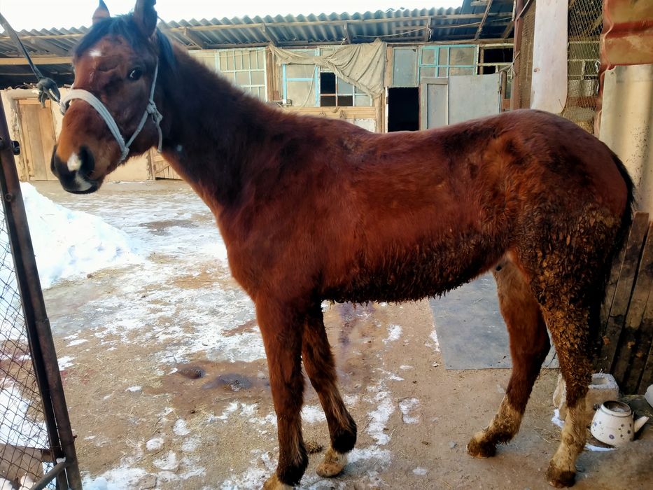 Кунан сатам коктемде дөненге шыгат