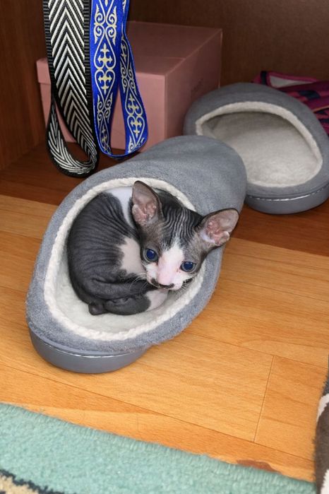 Продается котенок сфинкс девочка