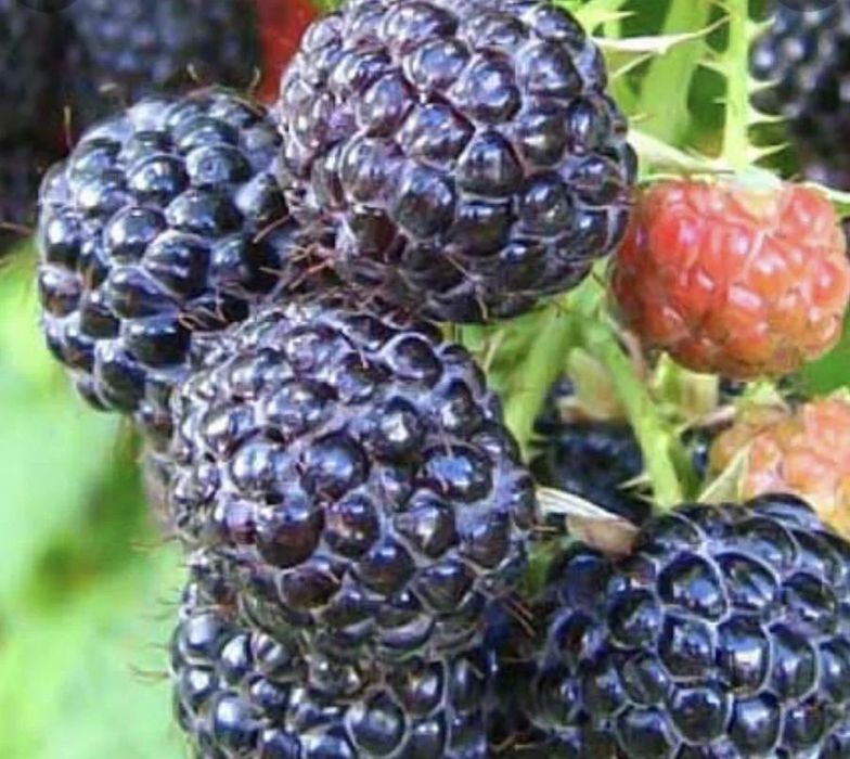 Рассада черной и красной малины