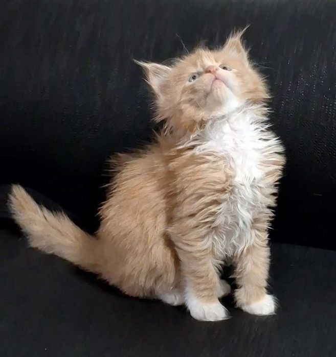 Felisa WCF-rasa Maine Coon-Pedigree-Timisoara