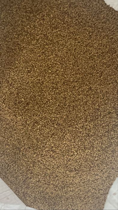 Жонышка ұрық бар