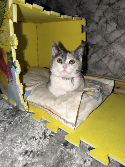 Отдам 5 месячную кошку даром