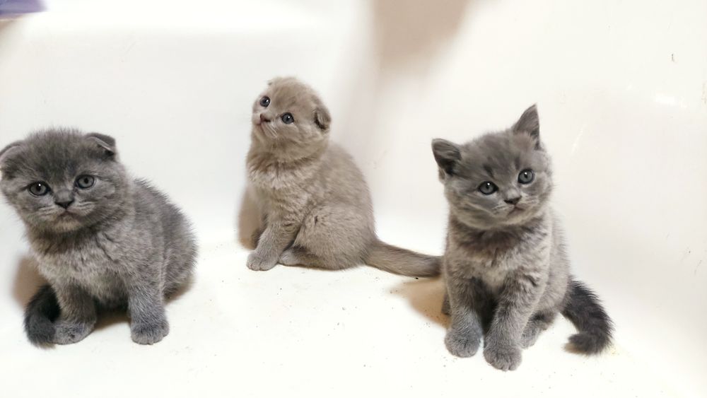 Кошка шотландский вислоухие