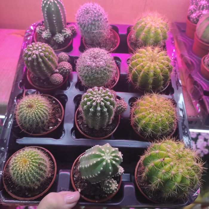 Кактусы и суккуленты в ассортименте